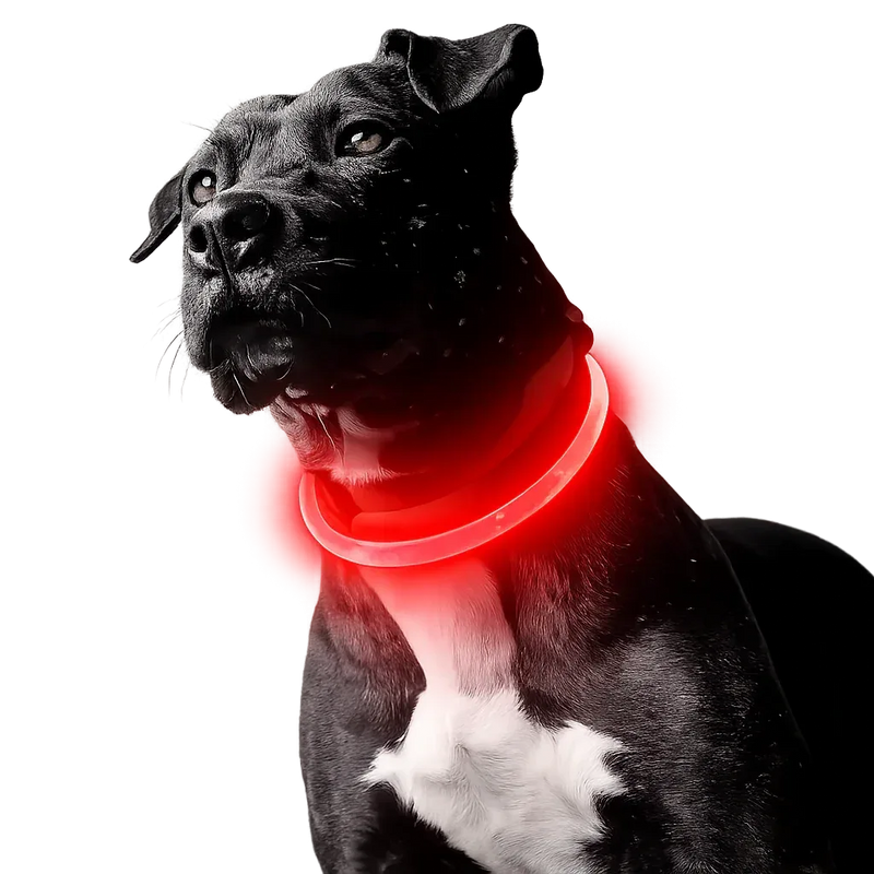 USB Rechargeable LED Dog Collar – Night Visibility & Safety